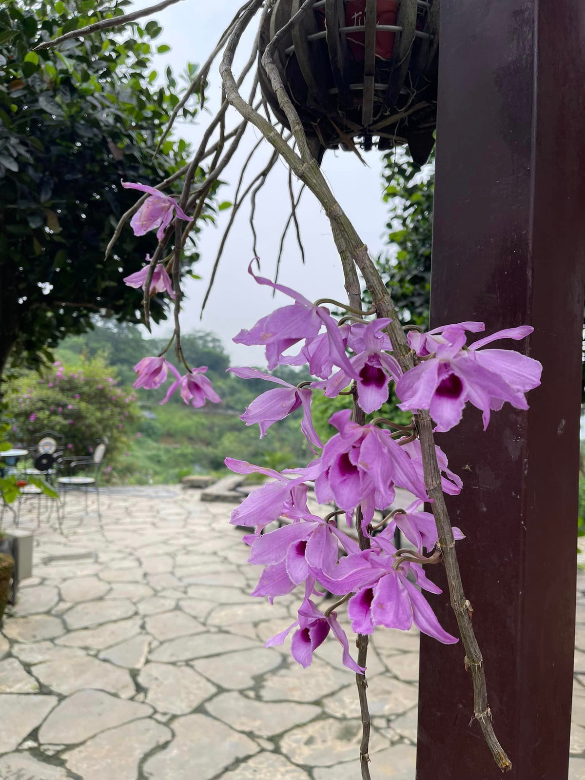 Nam ca sĩ trồng rất nhiều phong lan. Ảnh: FB Trần Việt Hoàn