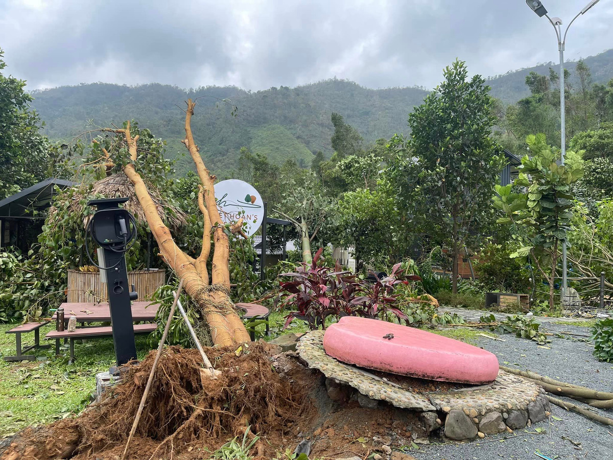 Cây bồ đề to bị bật tung gốc. Ảnh: FB Trần Việt Hoàn