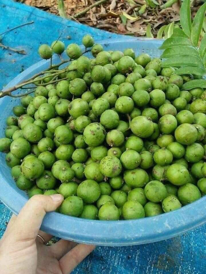 Chị Giang (Cầu Giấy, Hà Nội) đi chợ thấy hàng rau bán sấu non liền nhặt khoảng 10 quả về luộc rau muống. Khi thanh toán, chị Giang sững người khi người bán hàng báo giá 18.000 đồng.