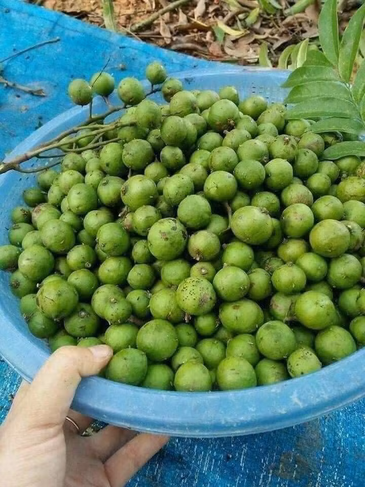 Chị Giang (Cầu Giấy, Hà Nội) đi chợ thấy hàng rau bán sấu non liền nhặt khoảng 10 quả về luộc rau muống. Khi thanh toán, chị Giang sững người khi người bán hàng báo giá 18.000 đồng.