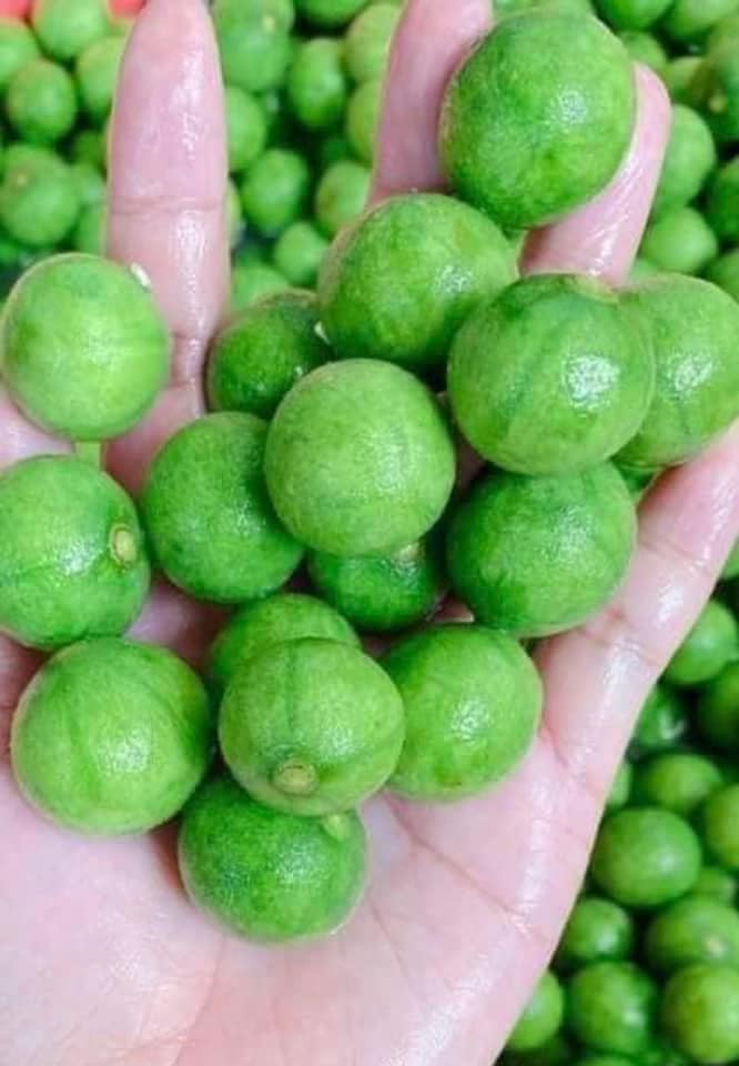 Sấu non hiện vẫn còn hiếm, giá lại cao nên người bán thường chỉ lấy hàng theo đơn đã đặt trước.