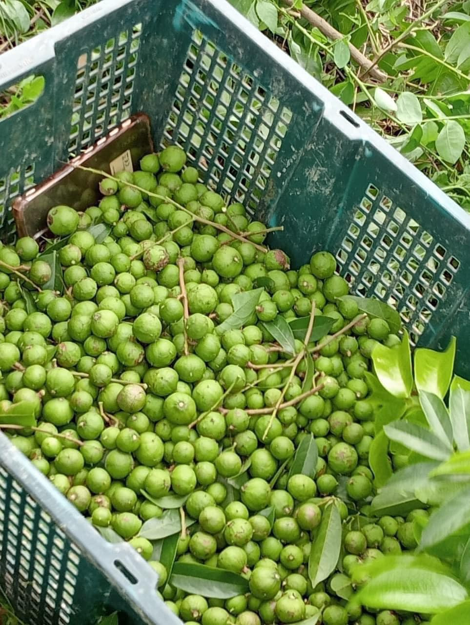 Để mua được sấu non, chị Duyên phải đặt của người quen từ trước. Năm nay giá sấu non đầu mùa cao, lên tới hơn 100.000 đồng/kg.