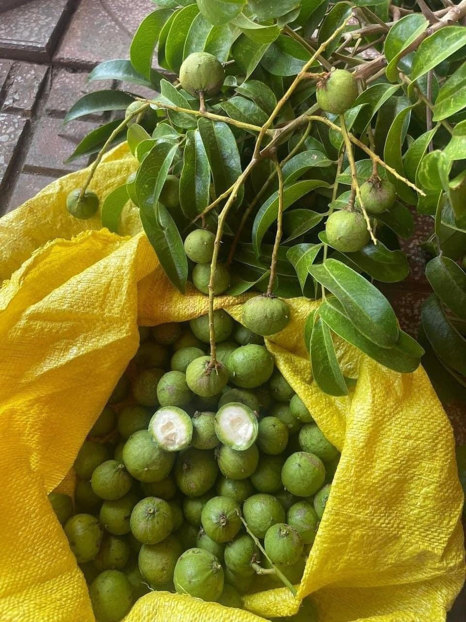 Đáng chú ý, những quả sấu non bé xíu có giá lên tới 130.000 - 140.000 đồng/kg, đắt ngang một cân thịt lợn ngon vẫn được nhiều chị em mạnh tay mua về thưởng thức.