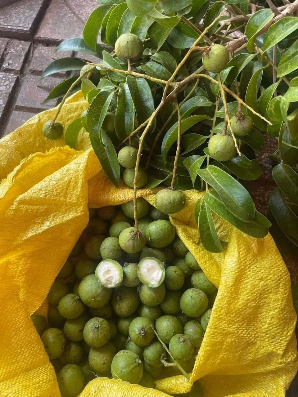 Đáng chú ý, những quả sấu non bé xíu có giá lên tới 130.000 - 140.000 đồng/kg, đắt ngang một cân thịt lợn ngon vẫn được nhiều chị em mạnh tay mua về thưởng thức.