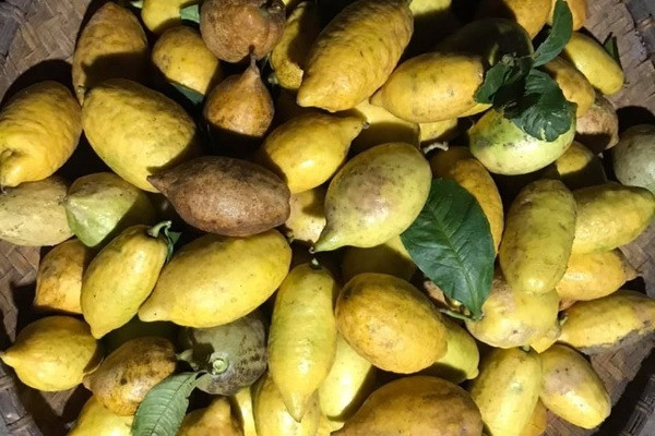 Trên thị trường có 2 loại chanh yên, một là chanh rừng được thu hoạch trong tự nhiên và một loại do người dân trồng. Chanh yên rừng quả nhỏ hơn, vỏ xù xì, cùi ăn rất đắng. Còn chanh yên trồng cùi ngọt hơn và quả cũng to hơn. Ảnh: Vietnamnet