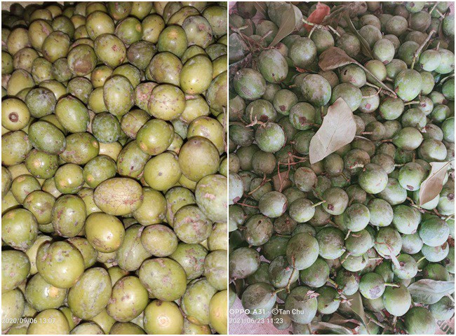 Trên chợ mạng, quả dọc được rao bán từ 50.000 - 80.000 đồng/kg. Do số lượng có hạn nên khách mua nhiều phải đặt trước vài hôm mới gom đủ hàng. Ảnh: Facebook