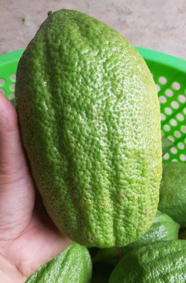 Dịp Tết, chanh yên khổng lồ nặng 2kg, bán ra thị trường với giá 300.000 đồng. Ảnh: PhunuVietNam