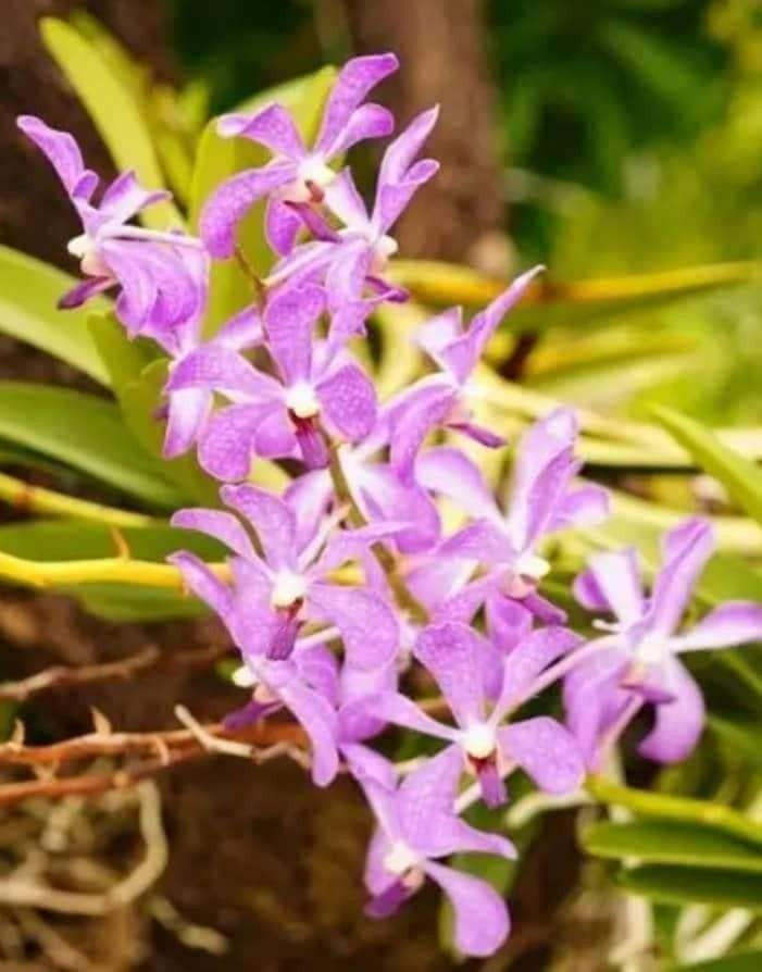 Vài ngày gần đây, trên các "chợ lan đột biến online" lan truyền tin những loại lan đột biến sốt giá trở lại. Ảnh: Facebook