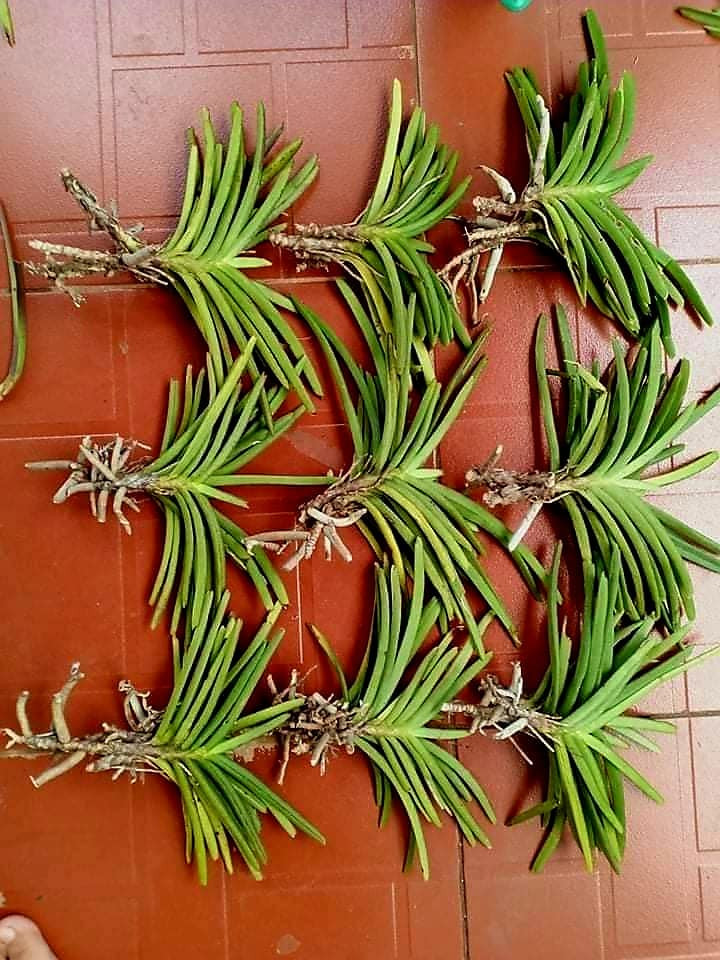 Thông tin lan đột biến sốt giá trở lại khiến nhiều người hoài nghi. Bởi, mấy năm nay, giá cây giống lan đột biến không cao, chỉ dao động từ vài chục đến vài trăm nghìn đồng. Ảnh: Facebook