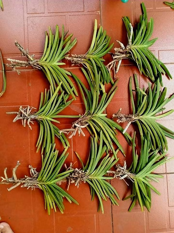 Thông tin lan đột biến sốt giá trở lại khiến nhiều người hoài nghi. Bởi, mấy năm nay, giá cây giống lan đột biến không cao, chỉ dao động từ vài chục đến vài trăm nghìn đồng. Ảnh: Facebook