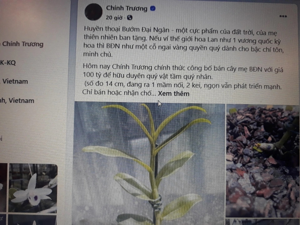 Năm 2020, giới chơi lan đột biến được phen xôn xao khi anh Chính Trương, một người chơi lan đột biến có tiếng ở Phú Thọ lại lên Facebook công bố bán cây mẹ lan Bướm Đại Ngàn với giá 100 tỷ đồng. Ảnh: Dân trí