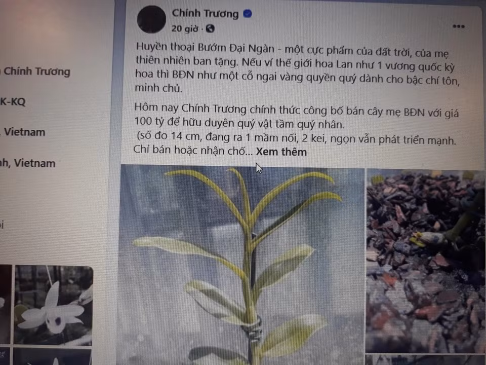 Năm 2020, giới chơi lan đột biến được phen xôn xao khi anh Chính Trương, một người chơi lan đột biến có tiếng ở Phú Thọ lại lên Facebook công bố bán cây mẹ lan Bướm Đại Ngàn với giá 100 tỷ đồng. Ảnh: Dân trí