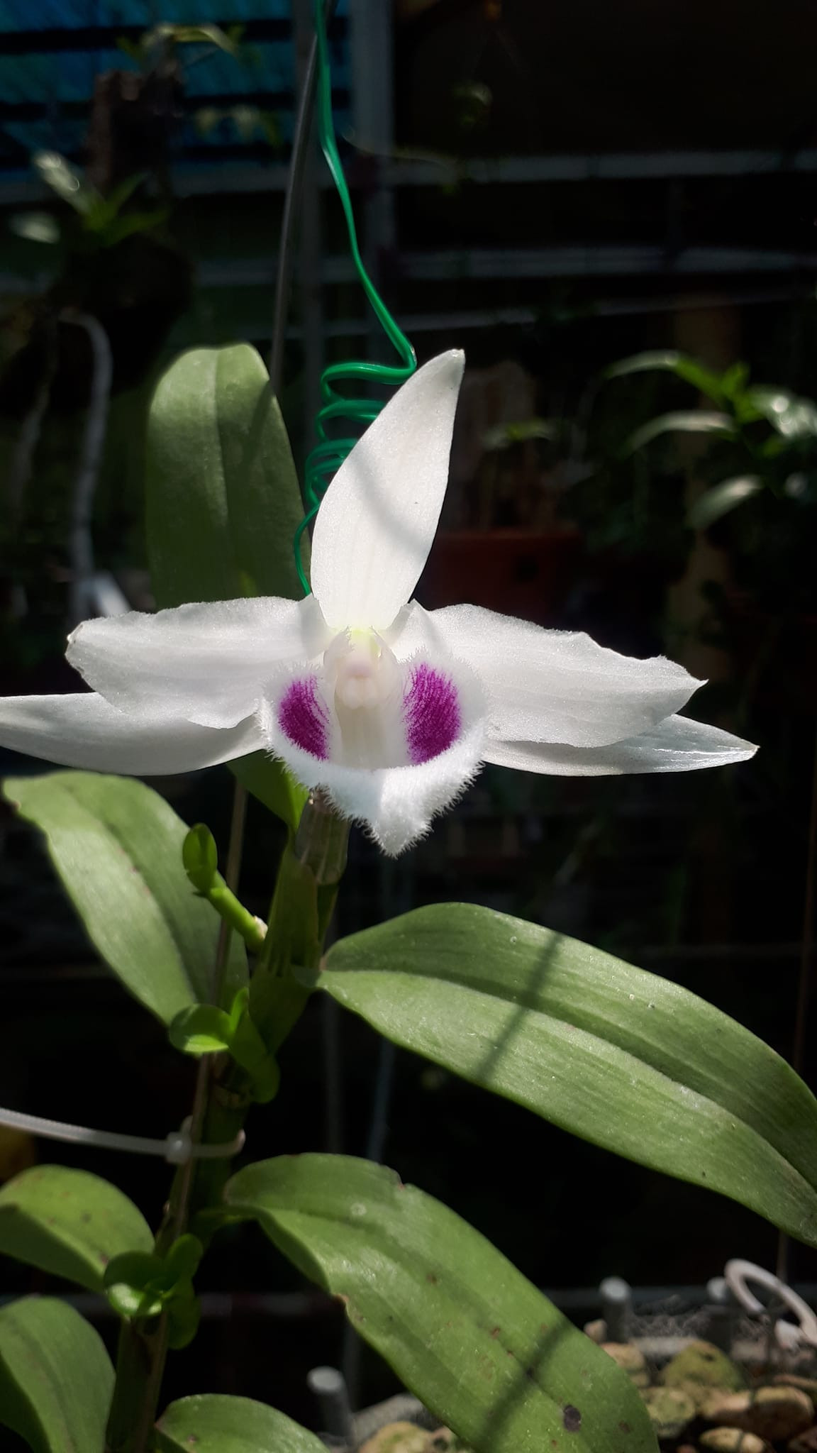 Trước đây, lan đột biến từng tạo ra cơn sốt chưa từng có, khiến giới chơi cây điên cuồng săn mua. Những giao dịch lan đột biến trị giá hàng chục tỷ, thậm chí trăm tỷ được quảng cáo rầm rộ trên mạng xã hội. Ảnh: Facebook