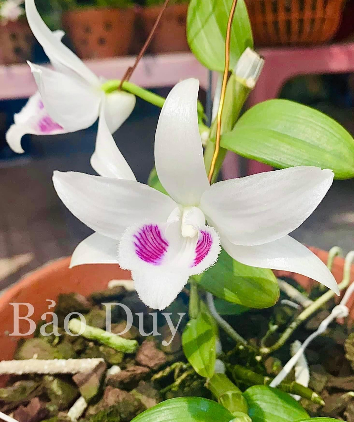 Anh H., một người chơi lan ở Hưng Yên cho biết, lan đột biến trước có giá siêu đắt đỏ là vì hàng hiếm, nguồn giống chưa có. Thế nhưng, lan đột biến lại khá dễ nhân giống. Ảnh: Facebook