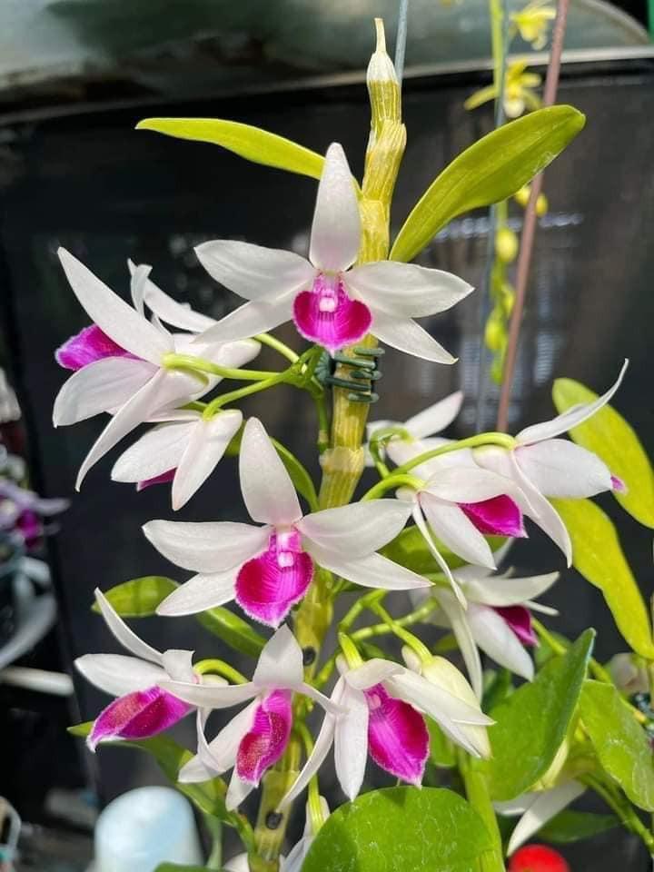 Theo anh H, thông tin giá lan đột biến tăng cao "chỉ có trên mạng thôi", còn thực tế thì gần như không có giao dịch. Ảnh: Facebook