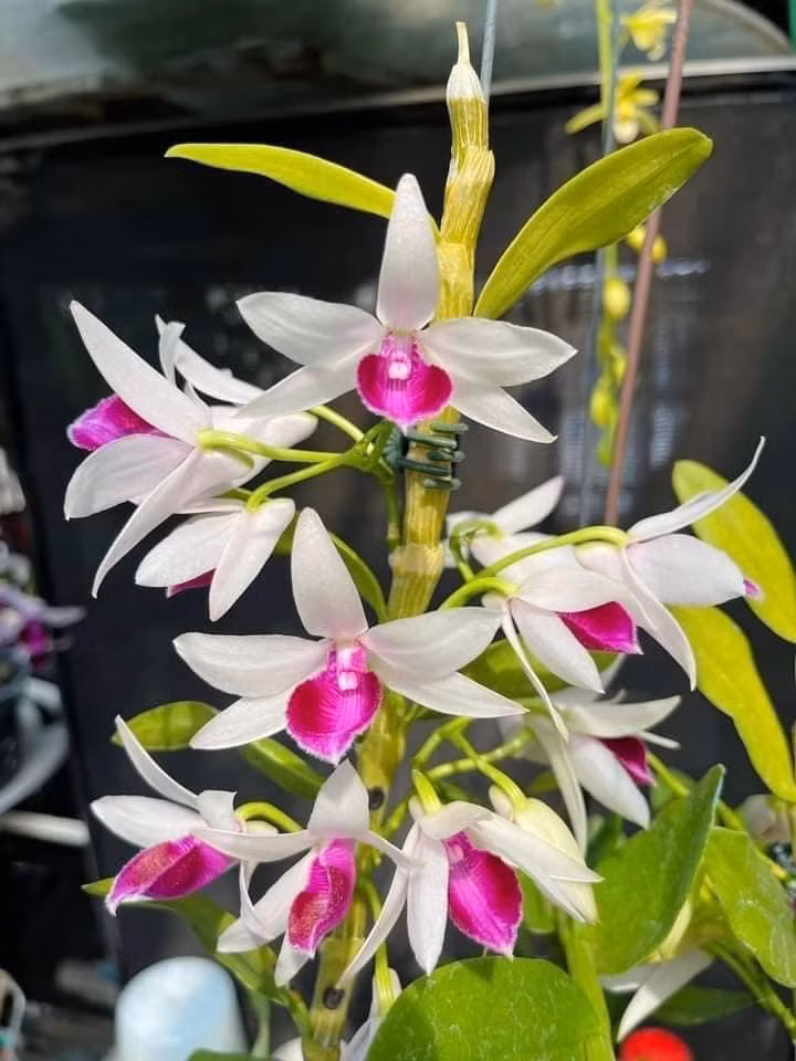 Theo anh H, thông tin giá lan đột biến tăng cao "chỉ có trên mạng thôi", còn thực tế thì gần như không có giao dịch. Ảnh: Facebook