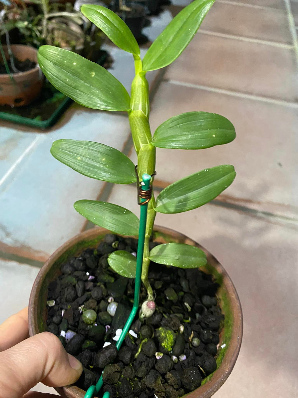 Khi nguồn cung trên thị trường dồi dào, giá sẽ hạ nhiệt. Đây cũng là nguyên nhân khiến giá lan đột biến giá ngày càng rẻ. Ảnh: Facebook