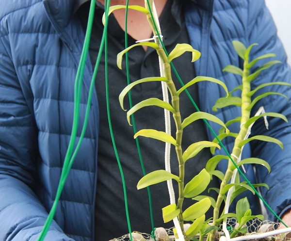 Có ý kiến cho rằng đây là chiêu trò thổi giá và đánh bóng tên tuổi. Tuy nhiên, chủ vườn lan khẳng định vụ mua bán lan trăm tỷ là có thật nhưng không giao dịch tiền mặt và không phải bán một cây. Ảnh: Vietnamnet