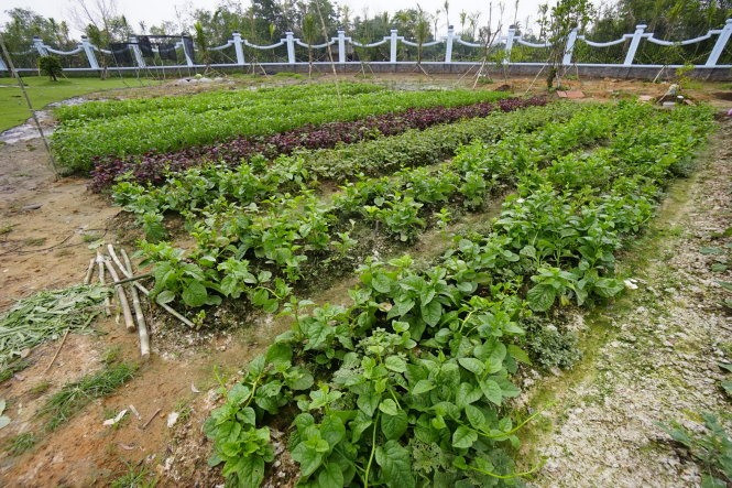 Vườn rau của Hoài Linh có nhiều loại khác nhau như mồng tơi, lá é, rau cải... Ảnh: FBNV