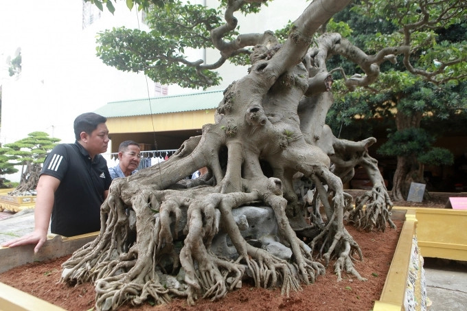 Năm 2015 vườn cây tiếp tục được các tổ chức trong nước công nhận là vườn cây cảnh di sản đầu tiên tại Việt Nam. Ảnh: Dân Việt