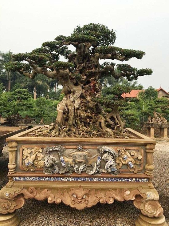 Đáng chú ý, có khoảng 40 cây thương hiệu, lớn nhỏ khác nhau như thiên long vũ hội, cặp khế cổ 500 năm, bộ ba cây tùng cổ...và nổi bật nhất là sanh cổ Tiên lão giáng trần với giá 28 tỷ đồng gây “chấn động” thị trường cây cảnh trong suốt một năm qua. Ảnh: ĐSPL