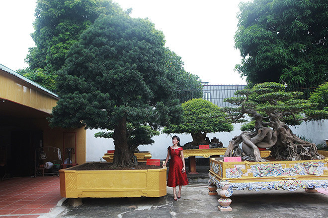 Cây tùng cổ tuổi đời khoảng 600 năm được định giá 2 triệu USD. Ảnh: Vietnamnet