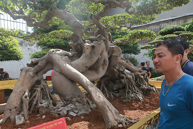 Trong vòng chưa đầy 10 năm, đại gia Phú Thọ đã bỏ ra hàng trăm tỷ đồng để chơi cây trong nước, ông đi khắp đất nước sưu tầm những cây quý nhất. Ảnh: Vietnamnet