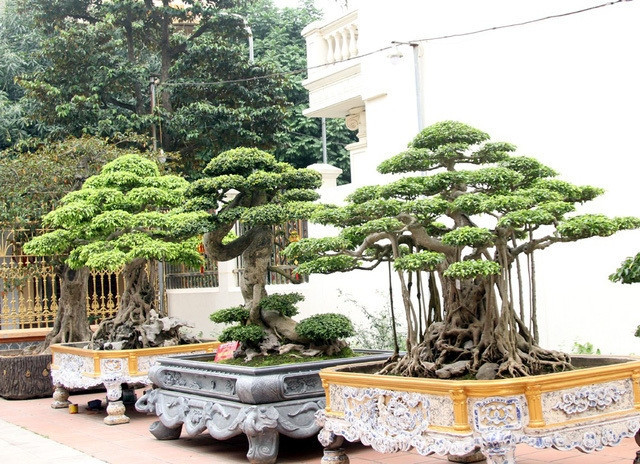 Cách đây vài năm, Chủ tịch Hội SVC Trung Quốc sang thăm và trả giá cả vườn hơn 500 tỷ đồng nhưng đại gia Toàn Đô la không bán bởi đây là những “báu vật” của người Việt. Ông muốn giữ để những thế hệ sau này biết đến. Ảnh: Vietnamnet