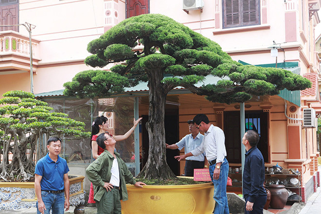 Tác phẩm duyên tùng có dáng đẹp nhất Việt Nam được định giá 1 triệu USD. Ảnh: Vietnamnet