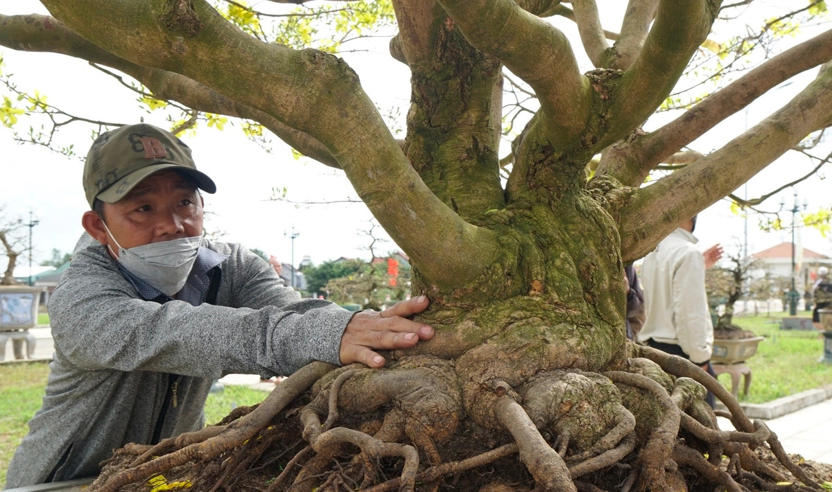 Nhiều gốc mai to, xù xì, toát lên vẻ cổ kính. Ảnh: Dân trí