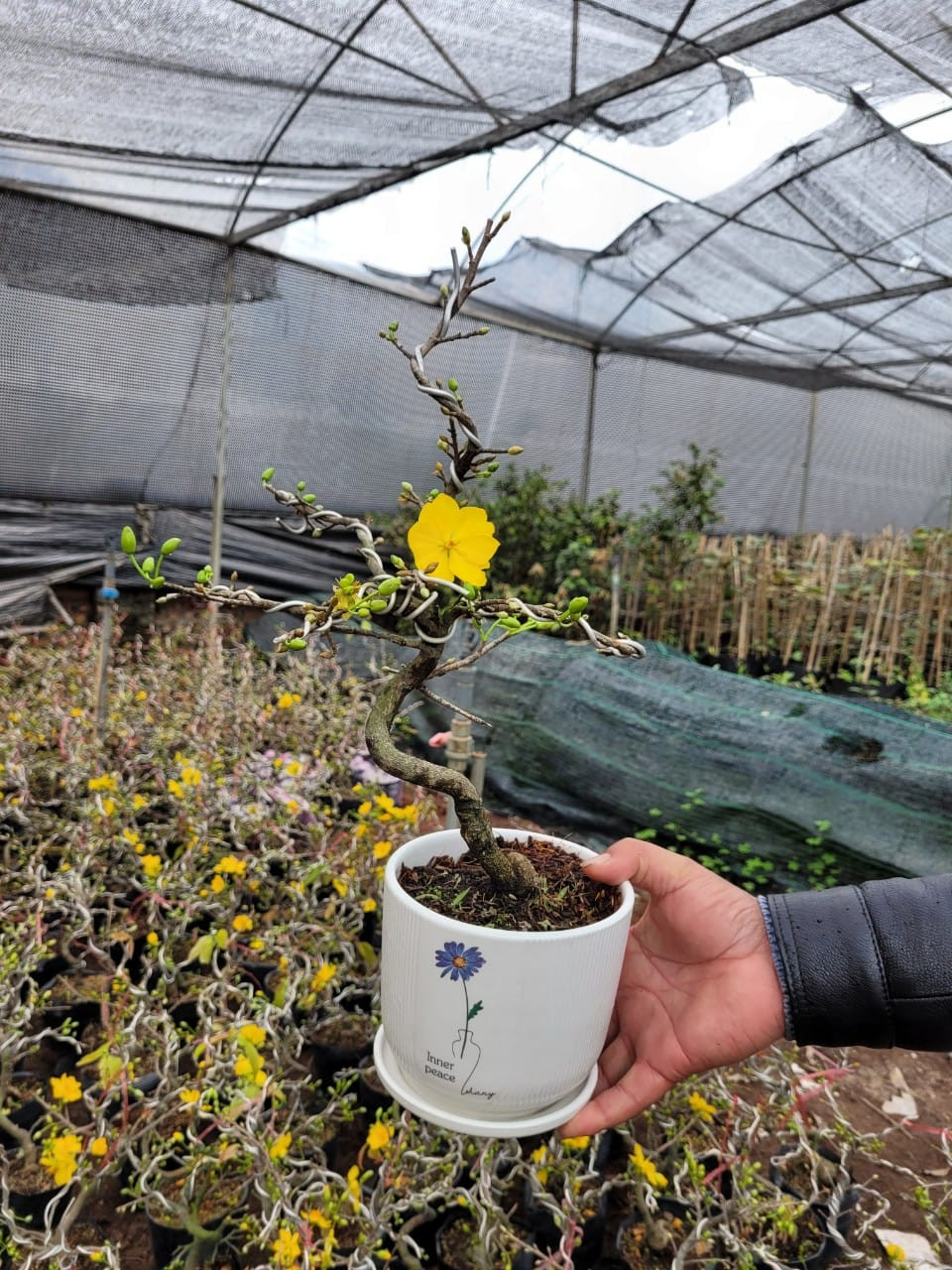 Mai vàng mini tại Hà Nội cũng được nhiều người tiêu dùng tìm mua. Ảnh: Facebook