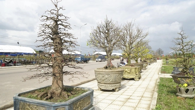 Những gốc mai cổ thụ có tuổi hàng chục năm. Ảnh: Dân Việt