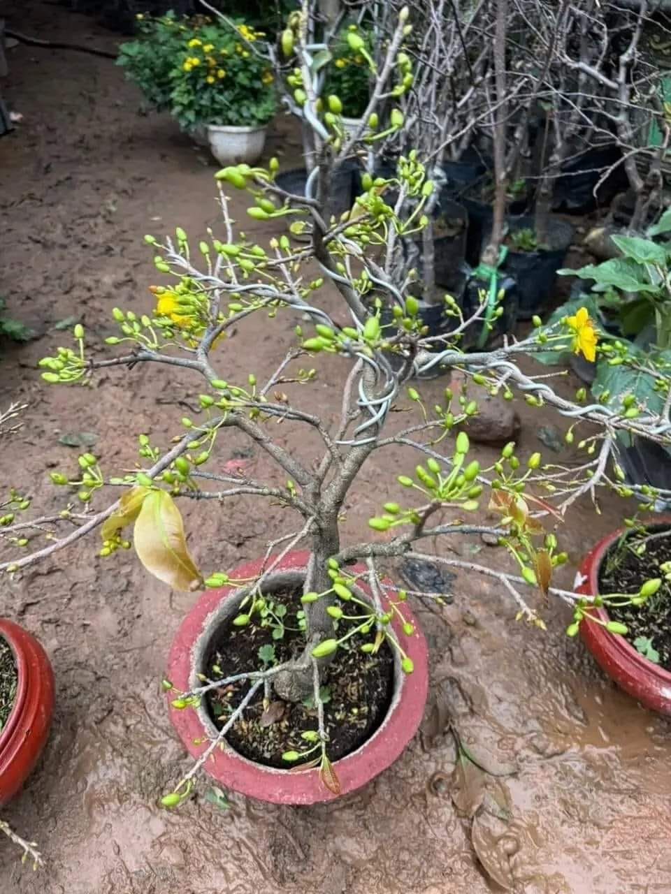 Mai vàng nụ chi chít chờ khách rước về chơi Tết. Ảnh: Facebook