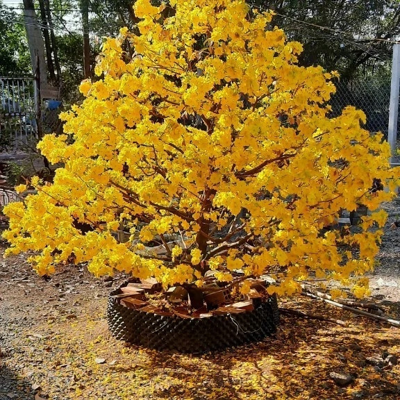 Mai vàng bung nở tại xã Tân Hòa, huyện Bến Lức, tỉnh Long An. Ảnh: Plo