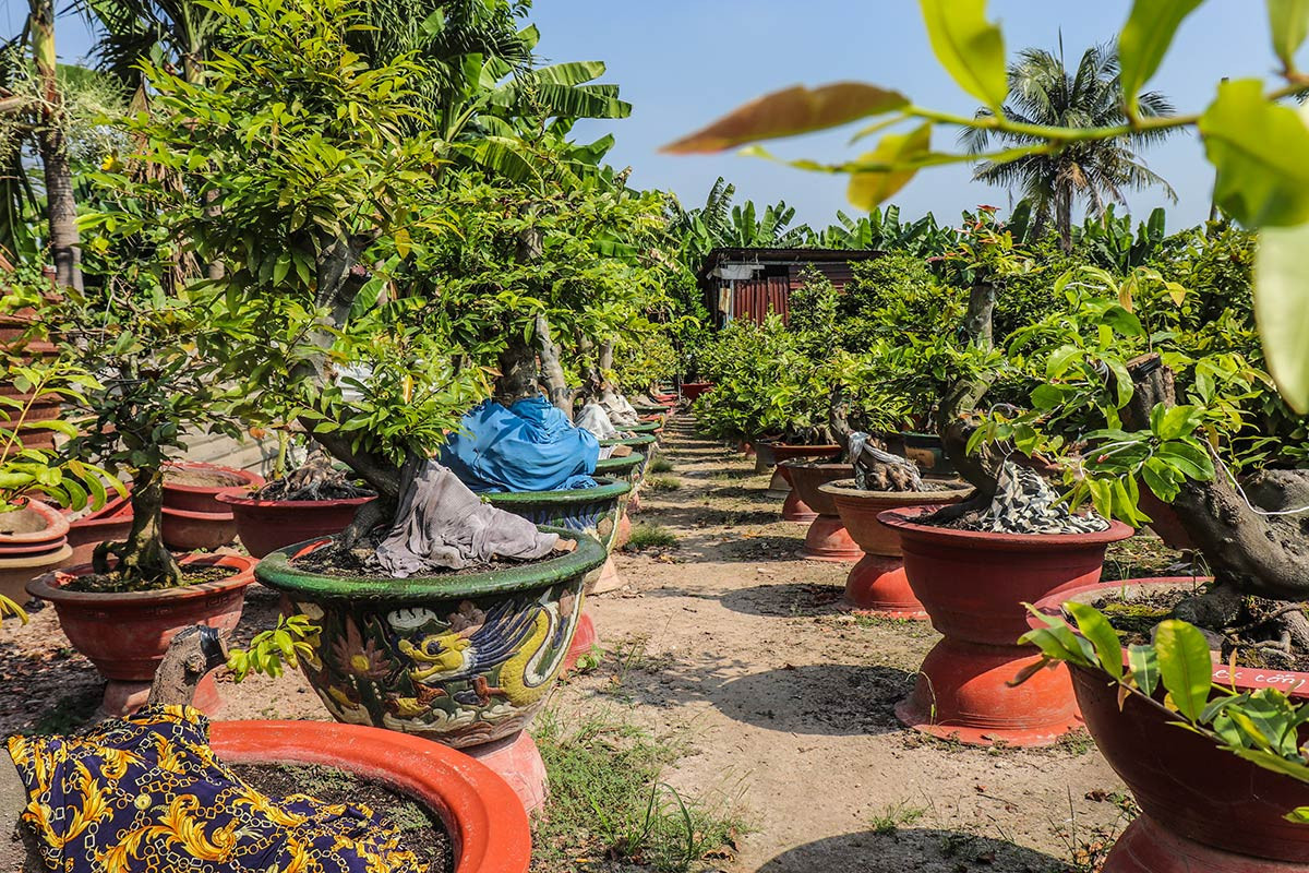 Gần Tết Nguyên đán Giáp Thìn 2024, các chậu mai vàng lần lượt xuống phố "ngóng" khách. Các tác phẩm mai vàng đủ loại giá từ vài triệu đến vài chục triệu đồng. Ảnh: Vietnamnet