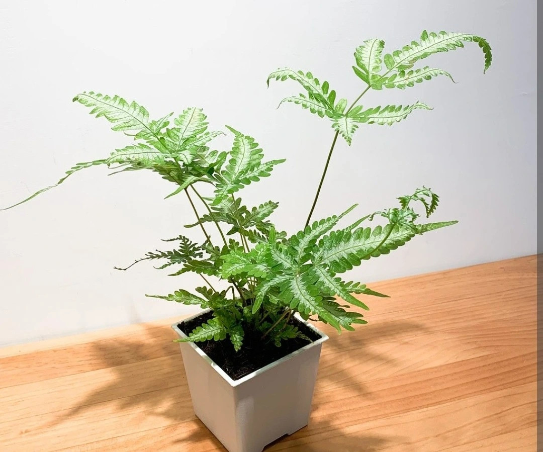 Dương xỉ chủ yếu mọc ở ven suối ẩm và râm mát hoặc xung quanh giếng đá. Khi đưa lên chậu, dương xỉ có thể trang trí trong nhà rất đẹp mắt, đồng thời giúp thanh lọc không khí. Ảnh: Getty