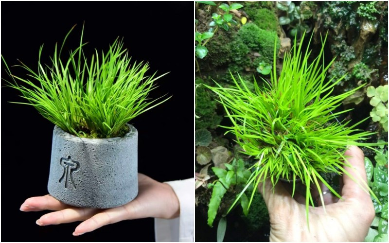 Thạch xương bồ là loại cây cảnh rất thanh tao, dáng đẹp, xanh tươi quanh năm, hương thơm thoang thoảng. Thạch xương bồ thường được dùng để chế tác nhiều sản phẩm hòn non bộ, sinh vật cảnh. Ảnh: Internet