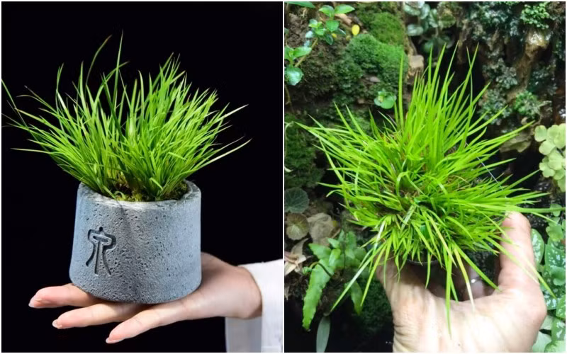 Thạch xương bồ là loại cây cảnh rất thanh tao, dáng đẹp, xanh tươi quanh năm, hương thơm thoang thoảng. Thạch xương bồ thường được dùng để chế tác nhiều sản phẩm hòn non bộ, sinh vật cảnh. Ảnh: Internet