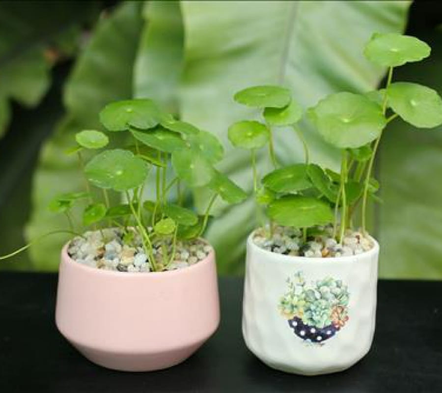 Cỏ đồng tiền nhỏ xinh, dáng vẻ duyên dáng và xanh tốt quanh năm. Ảnh: Internet