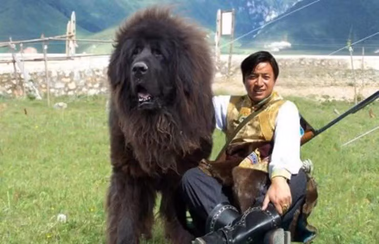 Trung bình, một chú chó ngao Tây Tạng trưởng thành nặng từ 60 - 90 kg, chiều cao ít nhất 70 cm. Ảnh: TheDogbible