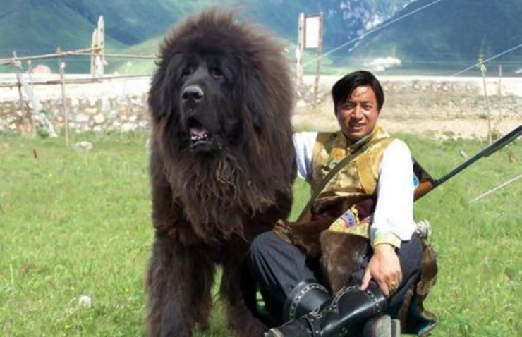 Trung bình, một chú chó ngao Tây Tạng trưởng thành nặng từ 60 - 90 kg, chiều cao ít nhất 70 cm. Ảnh: TheDogbible