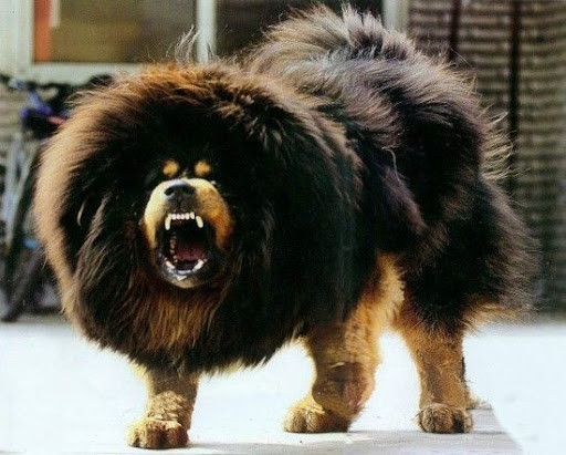 Từ những năm 1980, giá chó ngao Tây Tạng bắt đầu tăng phi mã, có thời điểm lên tới hàng chục tỷ đồng/con. Ảnh: People