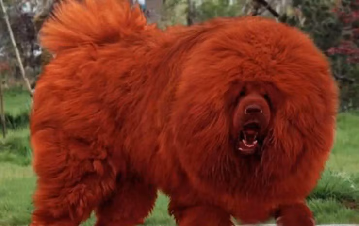 Ngoại hình dữ dằn của chó ngao Tây Tạng được nhiều người yêu thích vì họ tin rằng tên trộm sẽ phải e dè và không dám đến nhà họ. Ảnh: Getty