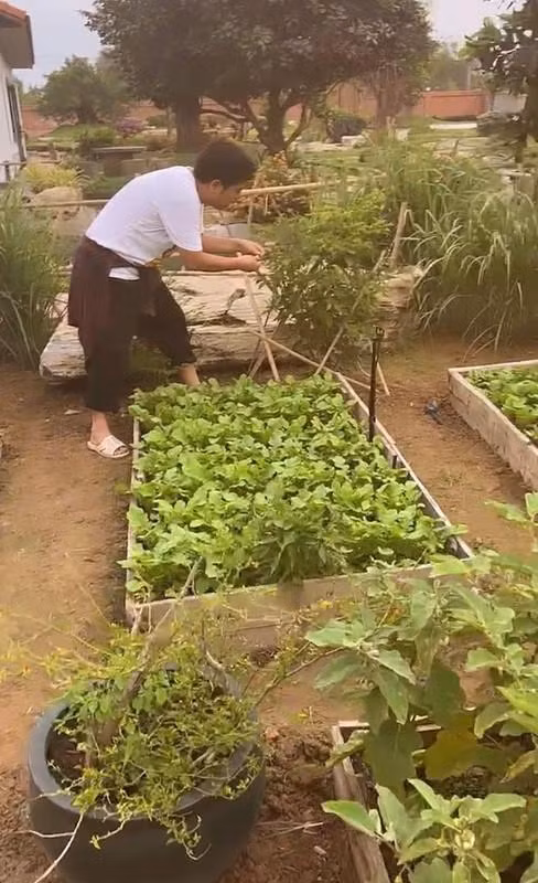 Nam nghệ sĩ tự tay chăm sóc cho khu vườn xanh mướt. Ảnh chụp màn hình