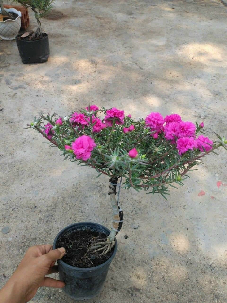 Hoa mười giờ bonsai nở hoa nhiều màu sắc khác nhau như màu bạc hà, trắng, cam, hồng, vàng... Ảnh: Facebook