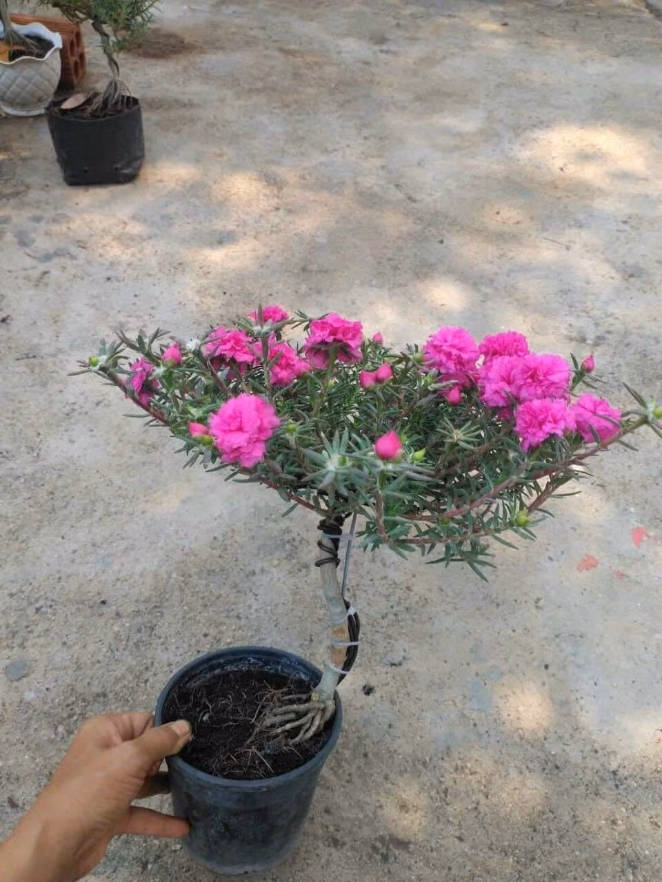 Hoa mười giờ bonsai nở hoa nhiều màu sắc khác nhau như màu bạc hà, trắng, cam, hồng, vàng... Ảnh: Facebook