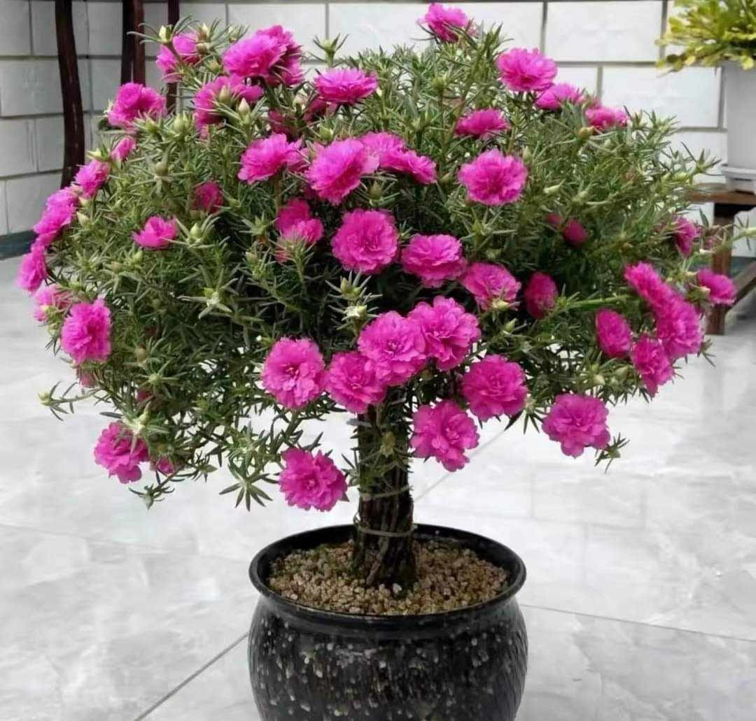 Nếu chăm sóc tốt, cây hoa mười giờ có thể sống đến 6 - 7 năm. Ảnh: Facebook