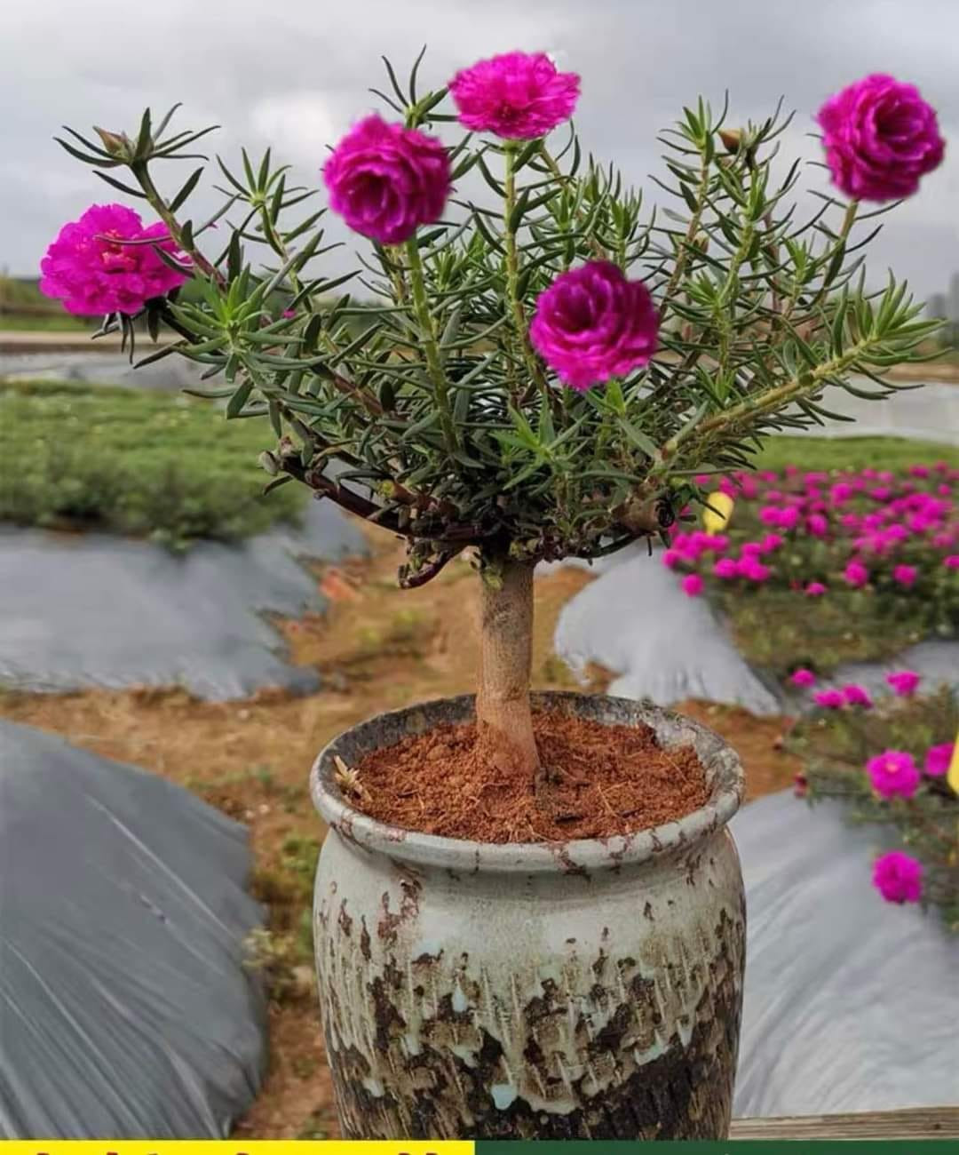 Những chậu mười giờ có gốc to khoảng ngón tay cái giá dao động từ 250.000 - 700.000 đồng/cây, tùy thuộc vào độ tuổi, kích thước gốc và bộ rễ. Ảnh: Facebook