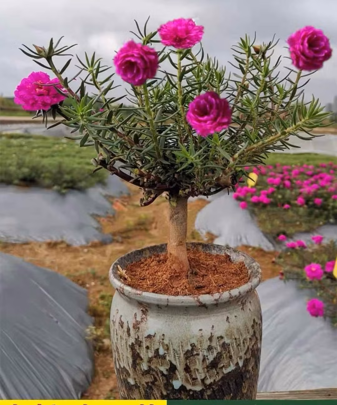 Những chậu mười giờ có gốc to khoảng ngón tay cái giá dao động từ 250.000 - 700.000 đồng/cây, tùy thuộc vào độ tuổi, kích thước gốc và bộ rễ. Ảnh: Facebook