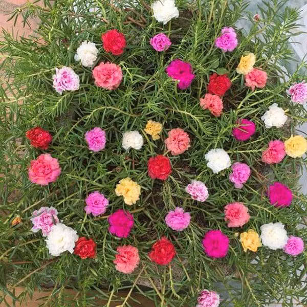 Gọi là hoa mười giờ vì thường chỉ nở vào thời điểm 10 giờ sáng. Hoa mười giờ khá dễ trồng, chịu được nắng nóng và khí hậu thất thường. Ảnh: Facebook